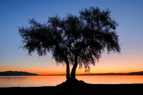 Pasture at Lake Murten