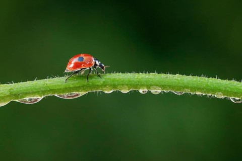Two-spot ladybird on blade of grass