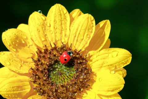 Two-spot ladybird on sunflower