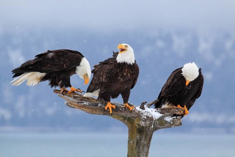 Bald eagle