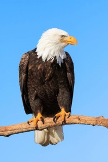 Bald eagle