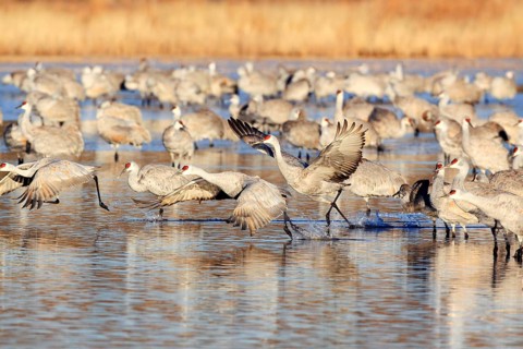 Sandhill crane