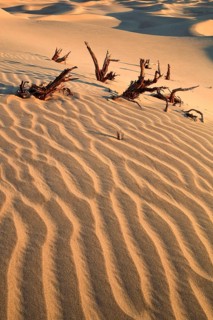 Mesquite Flats Sand Dunes