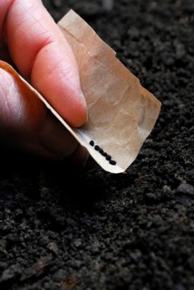 Sowing of flower seeds