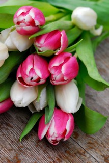 Ostrich tulips