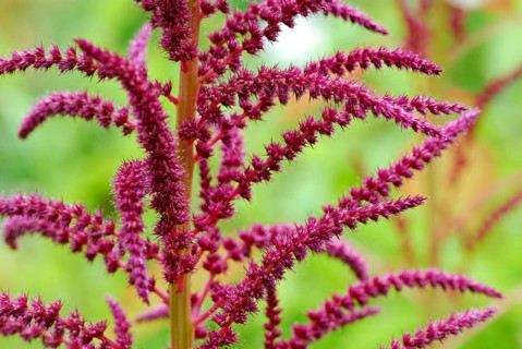 (Amaranthus spec)