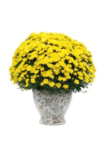 Yellow Chrysanthemum