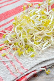 Red Radishsprouts