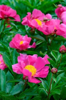Chinese peony