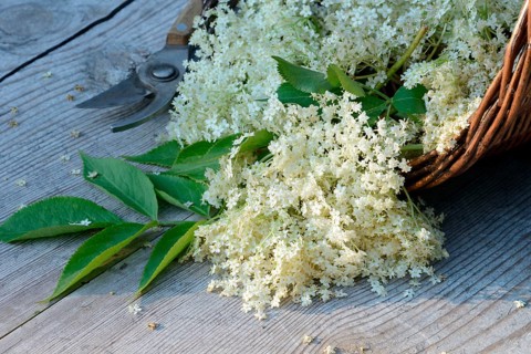 Elderflower in basket