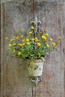 Mexican creeping zinnia