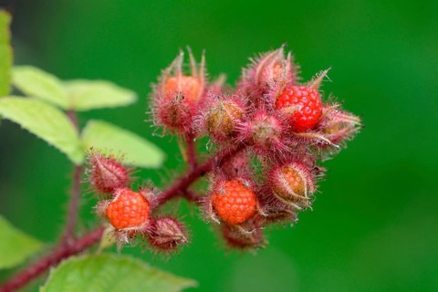 Japanese Wineberry