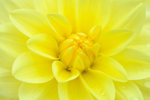 Dahlia