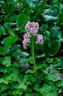 Elephant-eared Saxifrage '