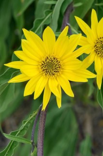 Maximilian sunflower