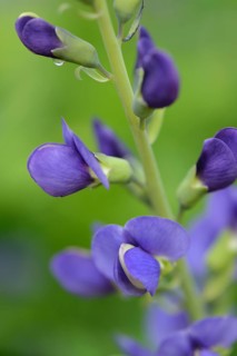 Blue wild indigo