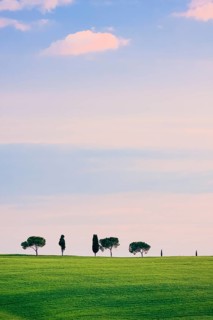 Hilly landscape with wheat fields and cypresses