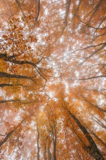 Beech forest in autumn