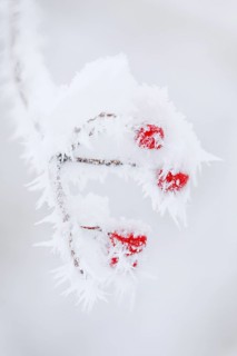 Common snowball with hoarfrost