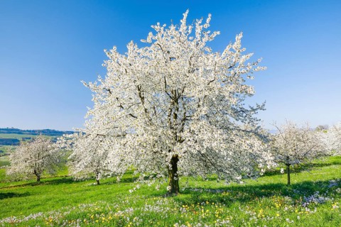 Cherry trees in spring
