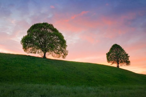 Linden trees near Ebmatingen in the Zurich Oberland