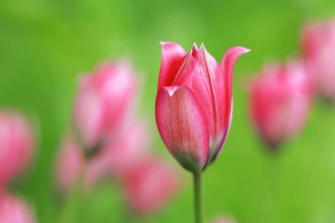 Wild tulips