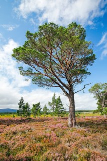 Scots pine
