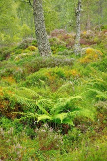 Birch forest
