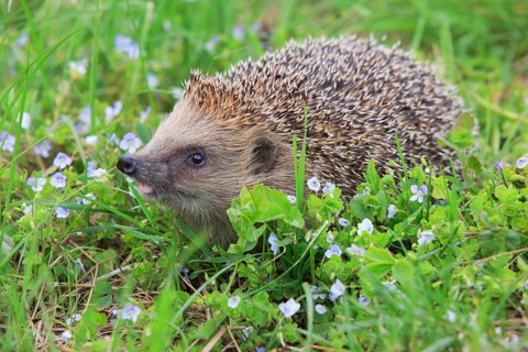European hedgehog