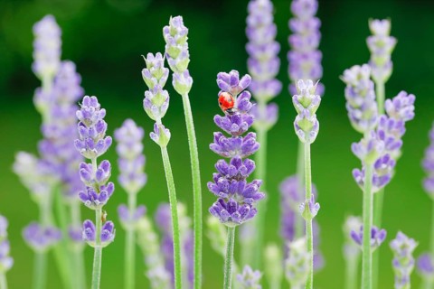 Two-spotted ladybird on lavender flower