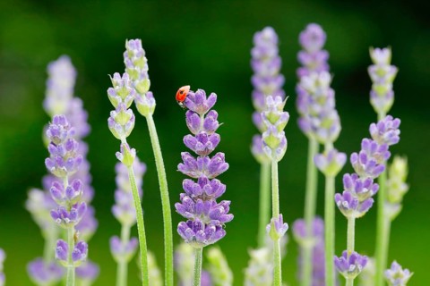 Two-spotted ladybird on lavender flower