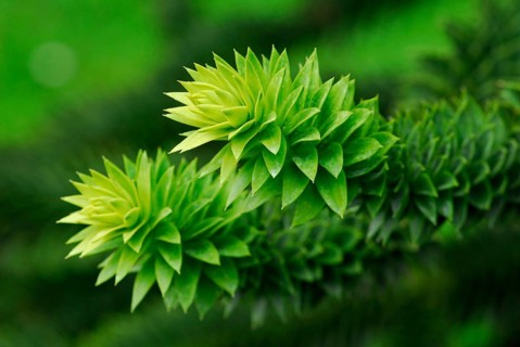 Monkey puzzle tree