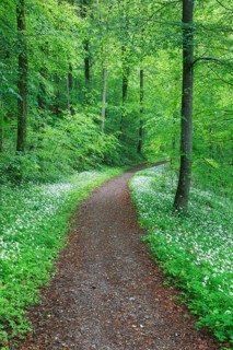 Forest path with blooming wild garlic