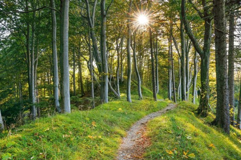 Waldweg
