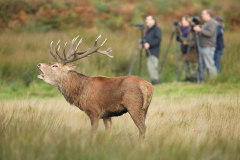 Red Deer or Hart