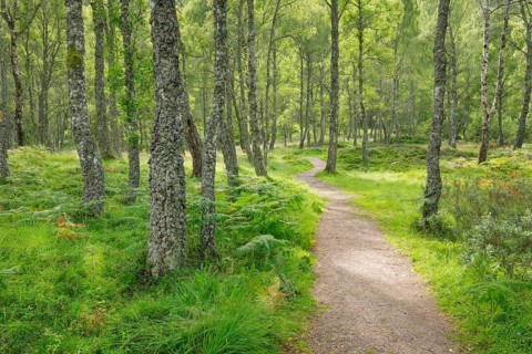 Footpath in birch forest