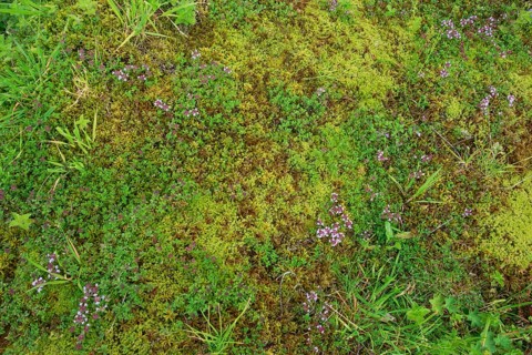 Wild thyme