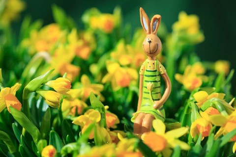Easter bunny in the middle of yellow daffodils