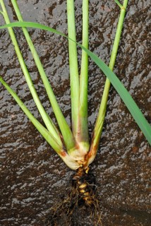 Lemongrass
