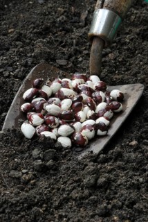 Beans