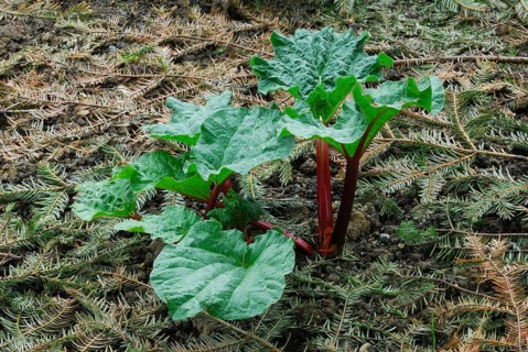 Rhubarb