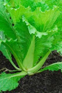 Brassica rapa