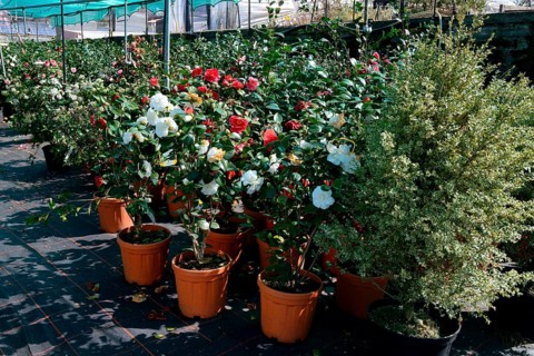 Greenhouse with camellias