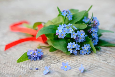 Forget-Me-Not
