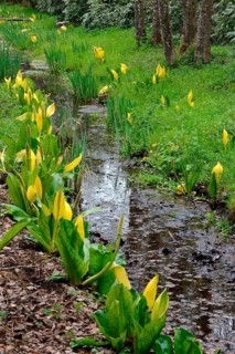 Western skunk cabbage