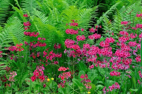 Japanese floor primrose