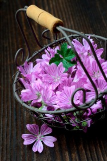 Common mallow