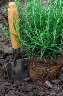 Rosemary