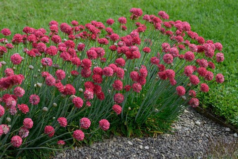 Beach carnation