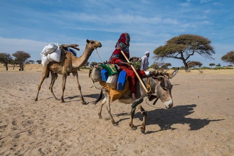 Woman on donkey loaded with canisters